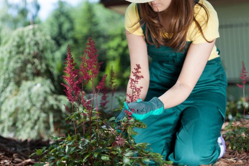 Healthy pruned trees in a Crouch End garden