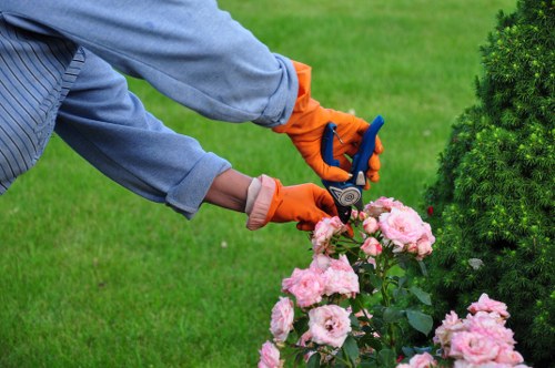 Professional trimming of garden hedges in Crouch End